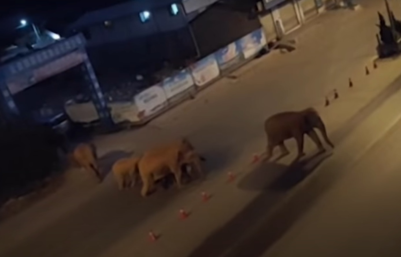 O turmă de elefanți scăpați dintr-o rezervație a distrus culturi în valoare de peste un milion de dolari în China