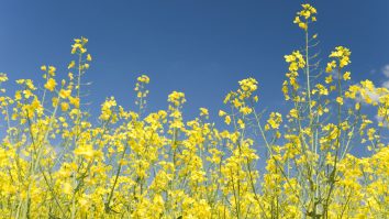 Câmp cu flori într-o zi însorită.