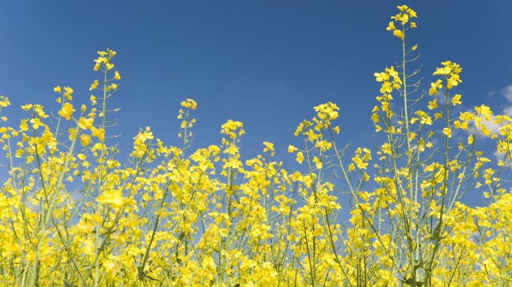 Câmp cu flori într-o zi însorită.