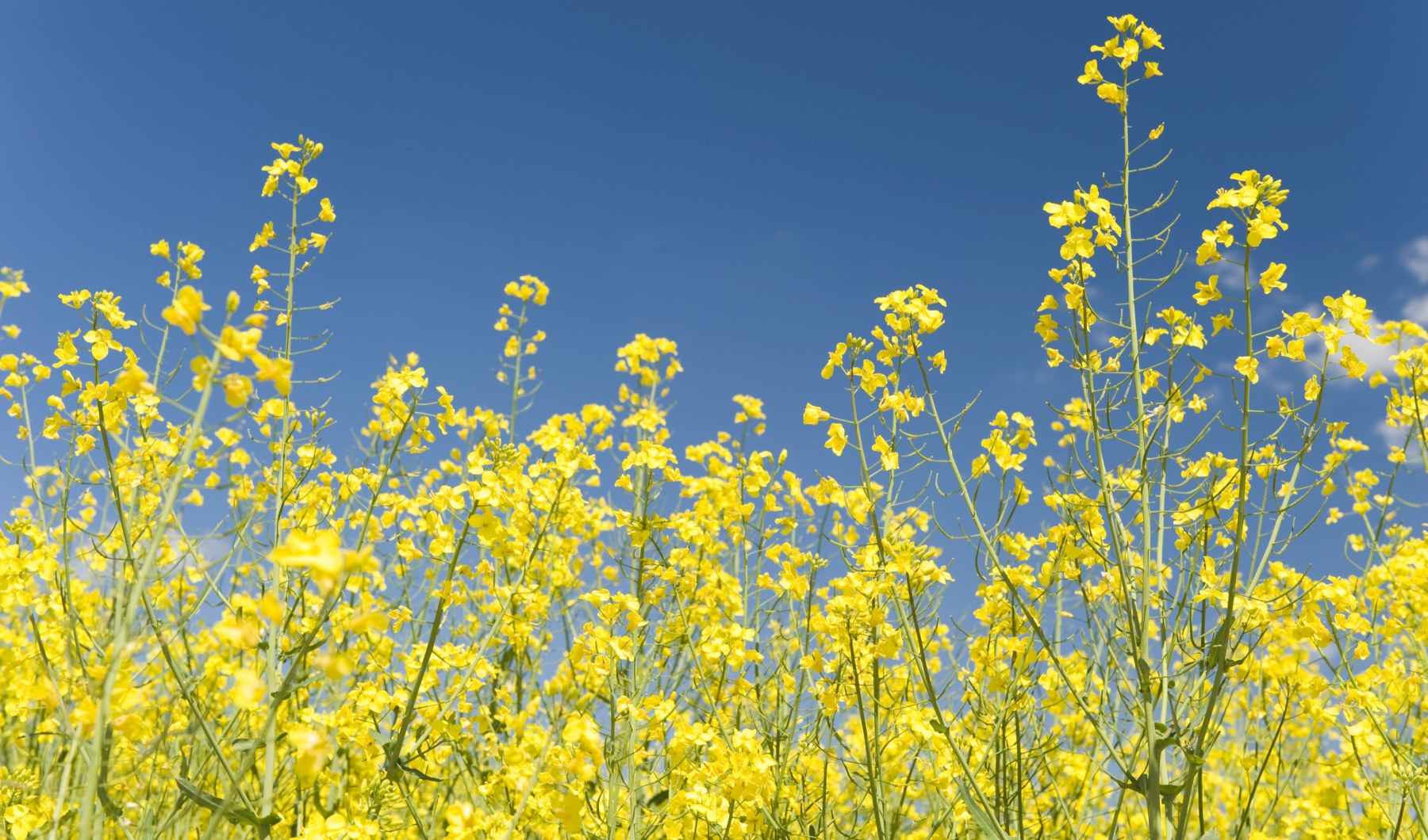 Prognoza ANM pentru 14 august 2021. Cum este vremea în țară și în București