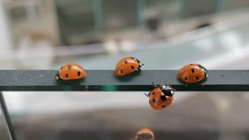 Invazie de buburuze în Mamaia și Năvodari. Cum explică specialiștii fenomenul. FOTO/VIDEO