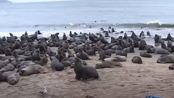 VIDEO. 300 de lei de mare au invadat o plajă din Chile. Animalele au atras îngrijorarea autorităților și pescarilor