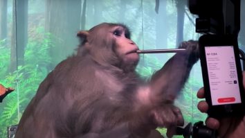Maimuța lui Elon Musk a primit un implant pe creier pentru a putea juca Pong. VIDEO