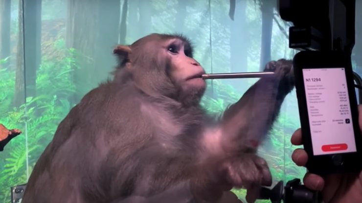 STUDIU. Maimuțele prietenoase au niveluri mai ridicate de bacterii utile și un nivel mai scăzut de microbi