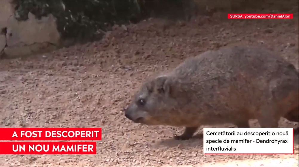 VIDEO. Cercetătorii au reușit să identifice o nouă specie de mamifer: Este capabil să latre