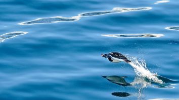 National Geographic a recunoscut al cincilea ocean al lumii. Atlasele geografice vor trebui actualizate