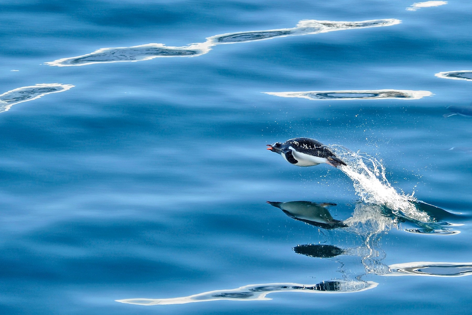National Geographic a recunoscut al cincilea ocean al lumii. Atlasele geografice vor trebui actualizate
