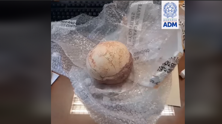 VIDEO. Autorităţile vamale din Italia au confiscat un ou de dinozaur. Unde era ascuns