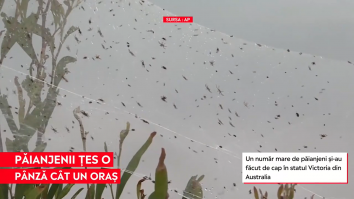 Australia se luptă cu păianjenii. Arahnidele și-au „mutat” habitatul lângă orașe – imagini incredibile cu pânzele acestora