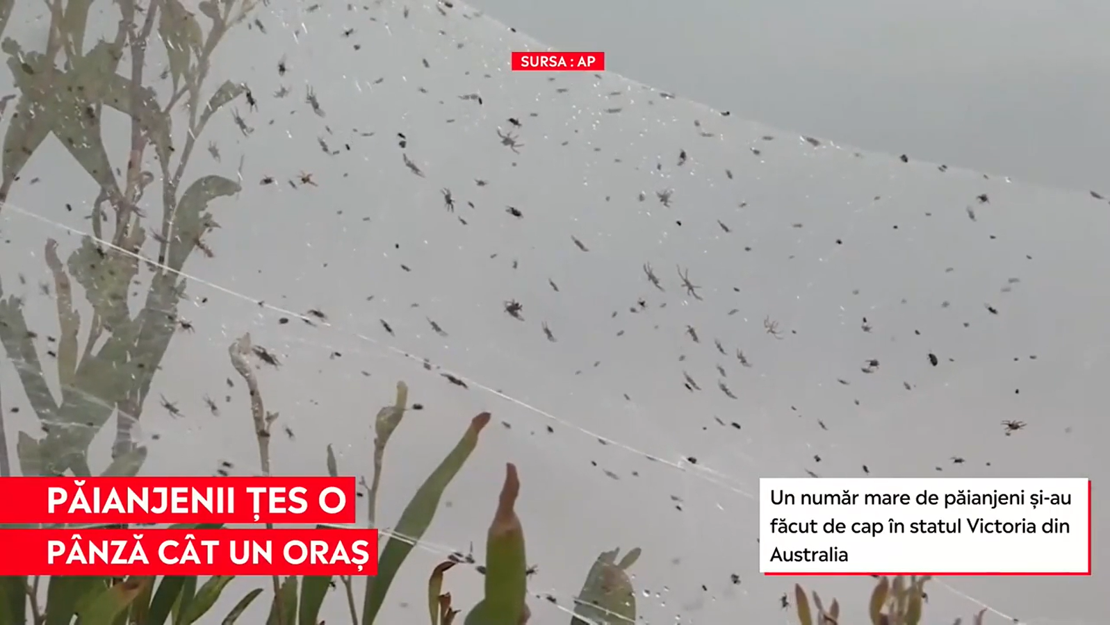 Australia se luptă cu păianjenii. Arahnidele și-au „mutat” habitatul lângă orașe – imagini incredibile cu pânzele acestora