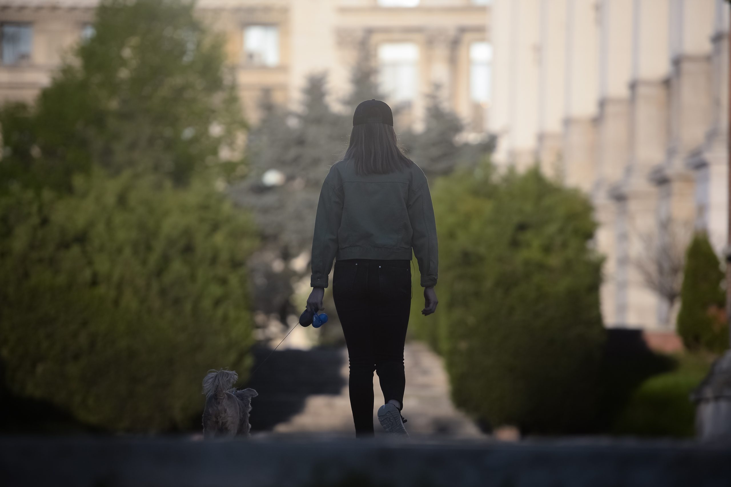 Oraşul din România în care autorităţile au interzis plimbarea animalelor pe parcursul zilei. Care este motivul