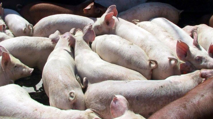 Pesta porcină africană, descoperită în fermele de porci din Germania