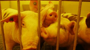 Cuștile pentru animalele din ferme, interzise de Comisia Europeană. Peste 1 milion de persoane din UE au cerut acest lucru