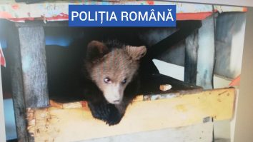 Puiul de urs găsit într-o casă din Maramureș. Foto: Poliția Română