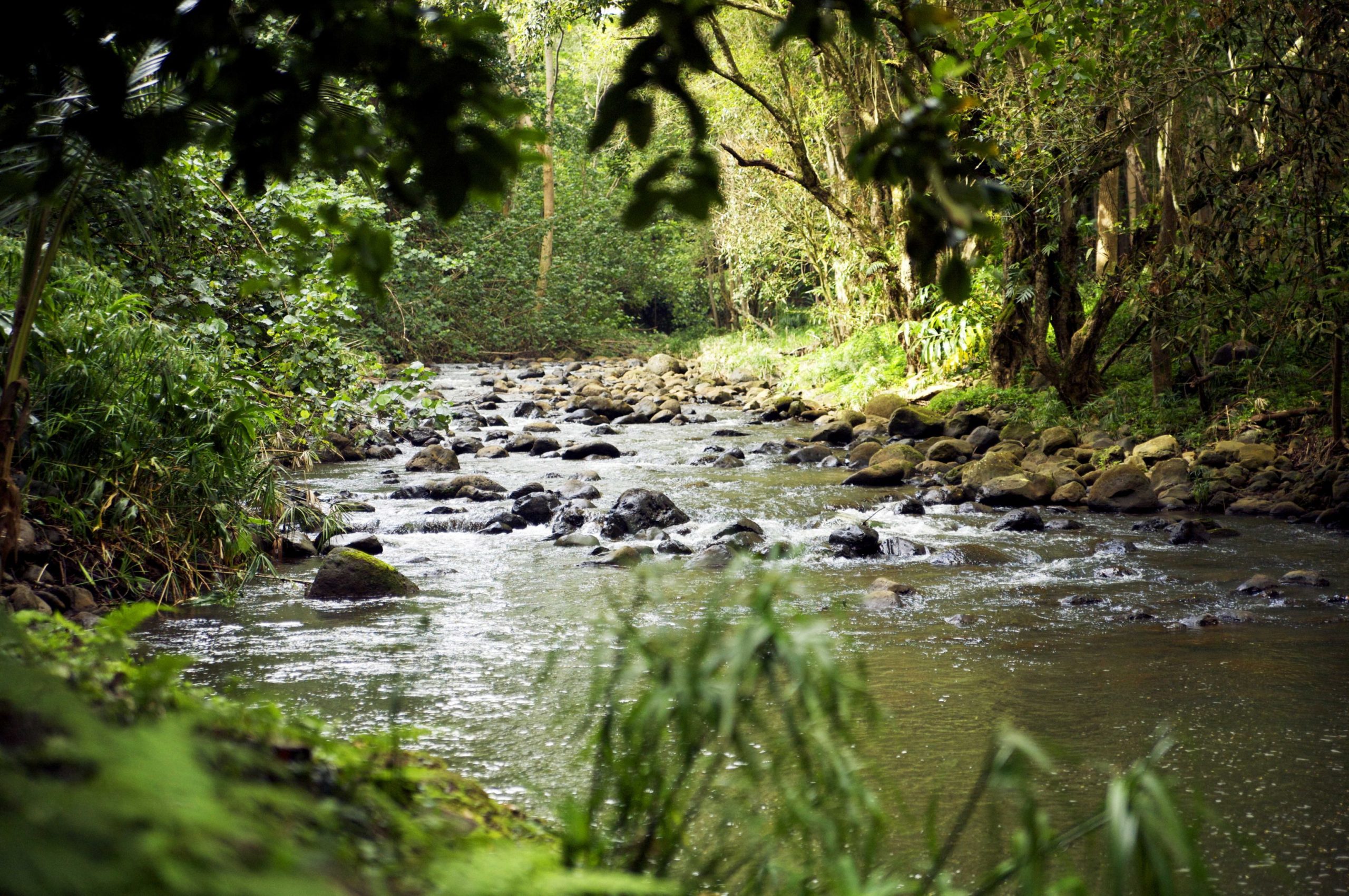 Studiu îngrijorător: 60% din râurile de pe Pământ încetează să mai curgă cel puțin o zi pe an. Care sunt cauzele