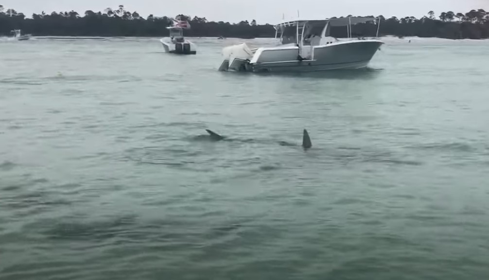 Video viral. Momentul în care un grup de rechini înconjoară persoanele aflate pe o plajă din Florida