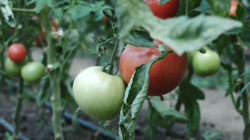 Muzica clasică, soluţia găsită de o fermă din Cluj pentru a avea roşii bio proaspete