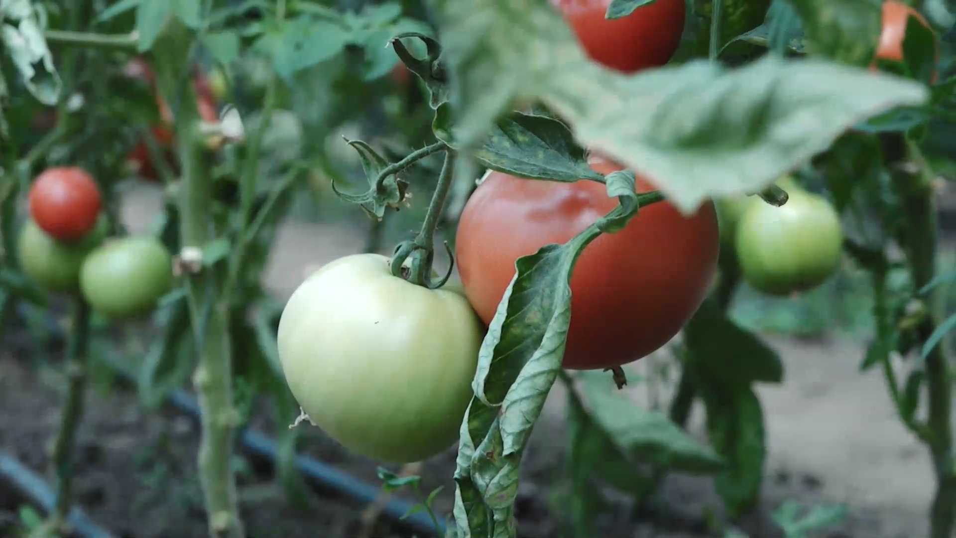 Muzica clasică, soluţia găsită de o fermă din Cluj pentru a avea roşii bio proaspete