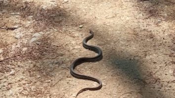 Șarpe de 150 de centimetri.