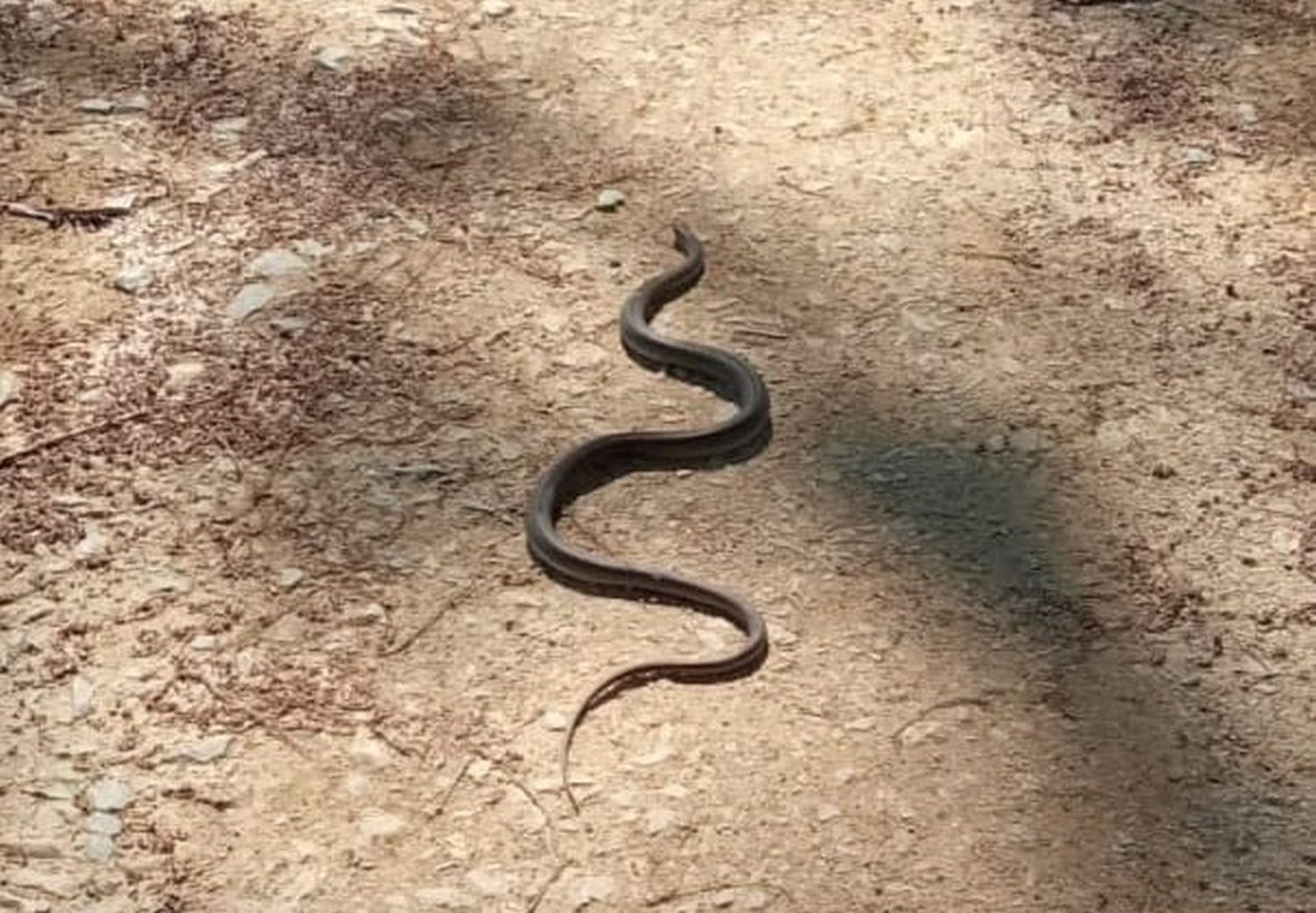 Șarpe de 150 de centimetri, descoperit într-o casă din Craiova. FOTO