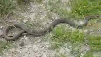 VIDEO. Șarpe de aproape 2 metri găsit într-un parc din Drobeta Turnu Severin