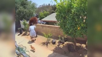 VIDEO. O adolescentă a devenit virală după ce s-a luat la trântă cu o ursoaică pentru a-și salva câinii