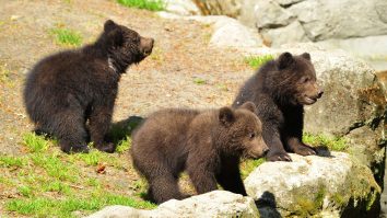 Urși care stau pe niște pietre în pădure.