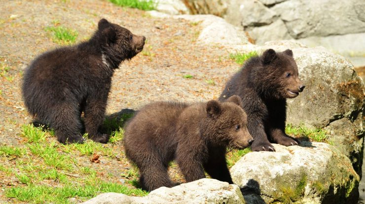 Urși care stau pe niște pietre în pădure.
