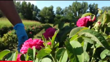 Pasiune transformată în business. Cum a lăsat o olteancă munca de birou pentru a produce dulceață de trandafiri