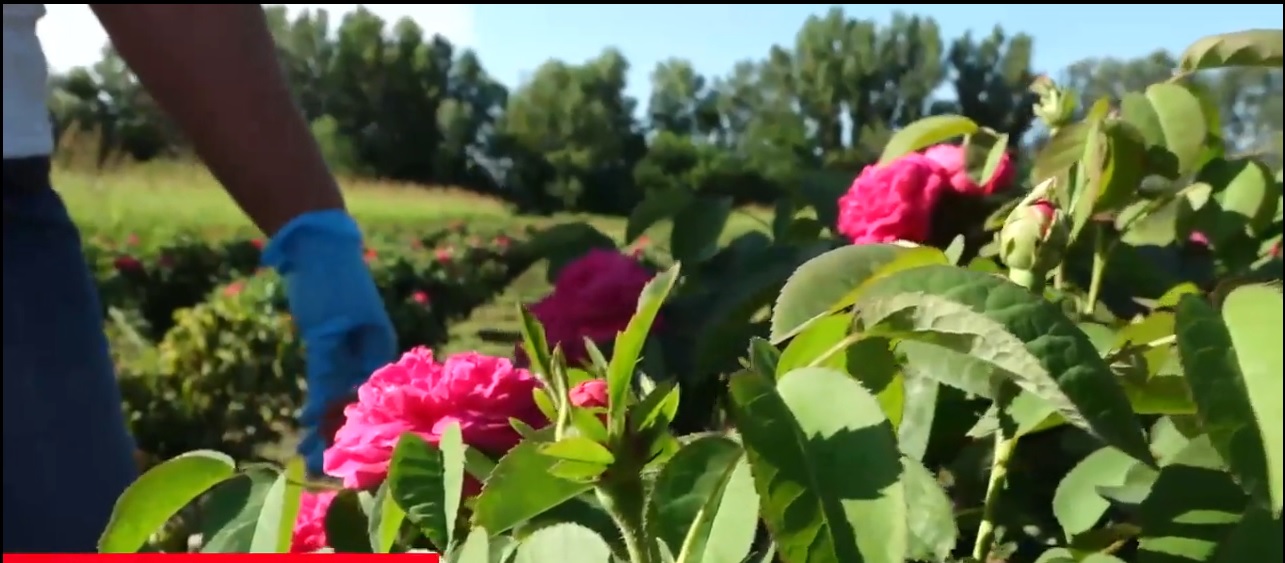 Pasiune transformată în business. Cum a lăsat o olteancă munca de birou pentru a produce dulceață de trandafiri