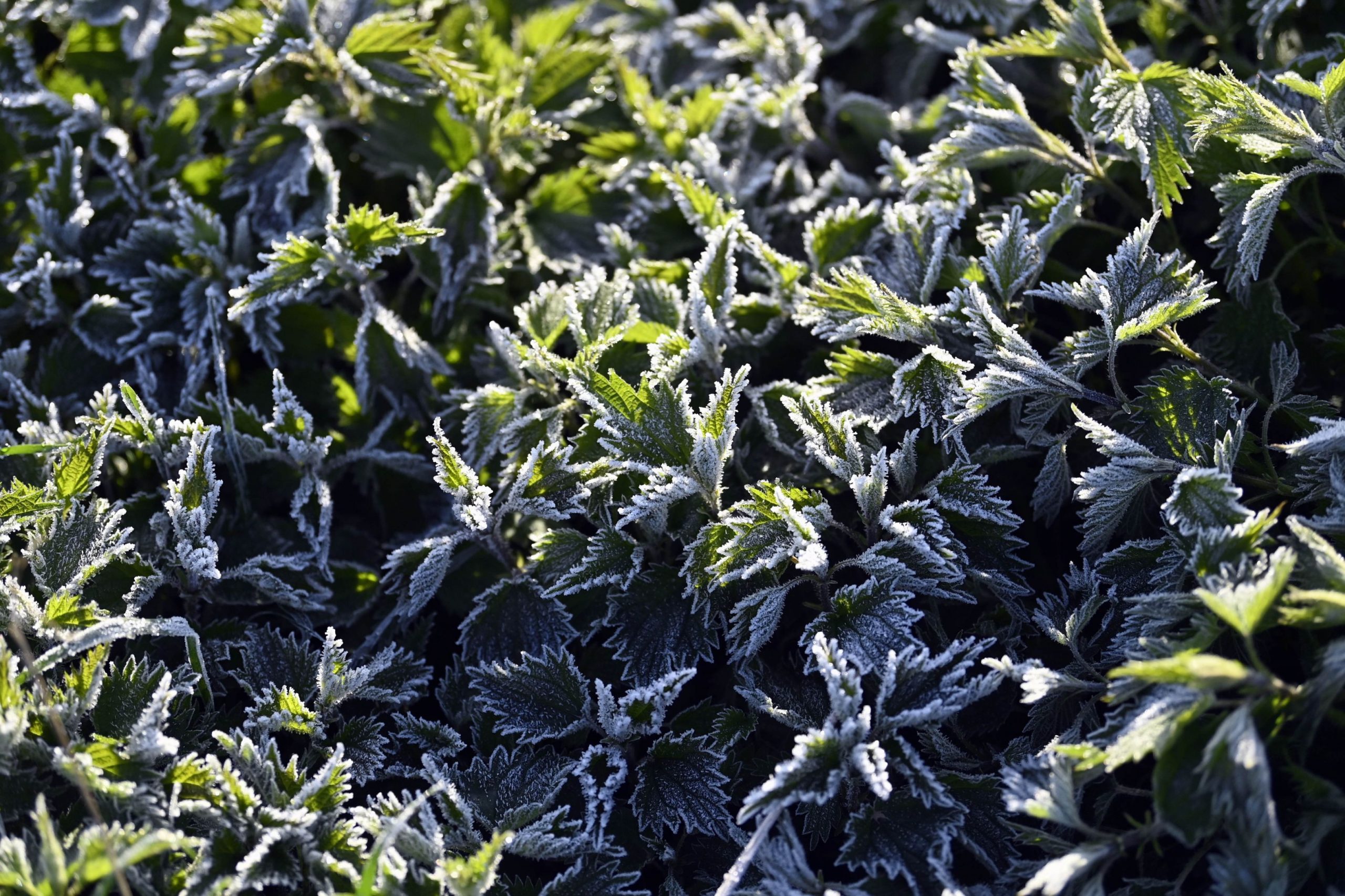 Cum faci bani din plantele pădurii? Antreprenor: „Vrem cât mai mult să încurajăm lipsa parabenilor”