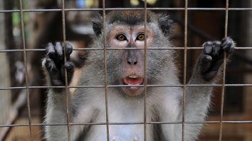 maimuta-macac