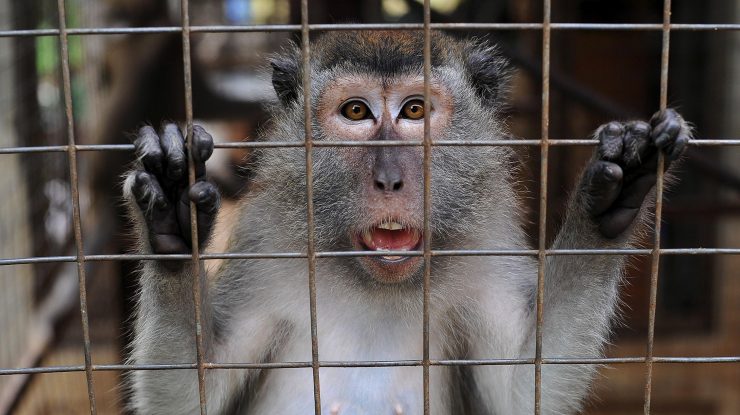 maimuta-macac
