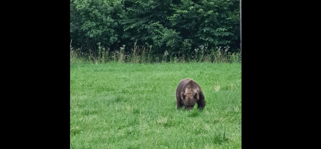 Ministrul Mediului s-a întâlnit cu ursul, în Covasna: Nu s-a speriat de mașini și nici de trecători. FOTO