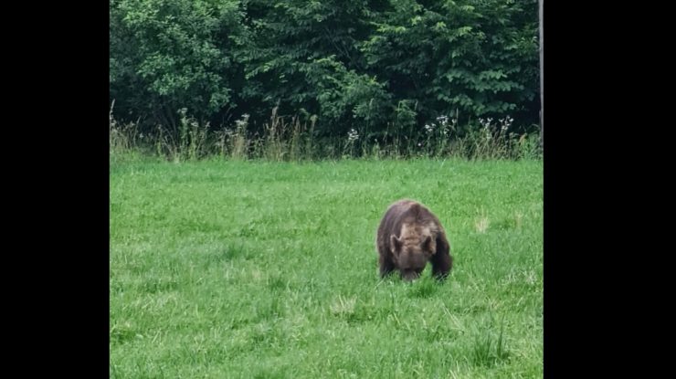 Ministrul Mediului s-a întâlnit cu ursul, în Covasna: Nu s-a speriat de mașini și nici de trecători. FOTO