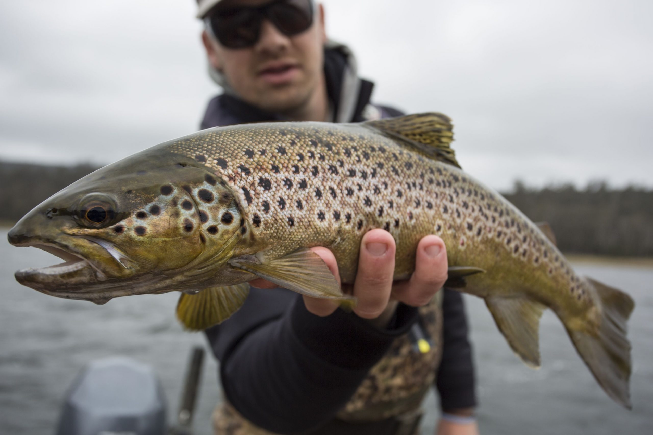 STUDIU: Păstrăvii au devenit dependenți de metamfetamina aruncată în râuri