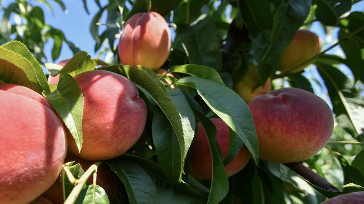 Piersici într-un copac.