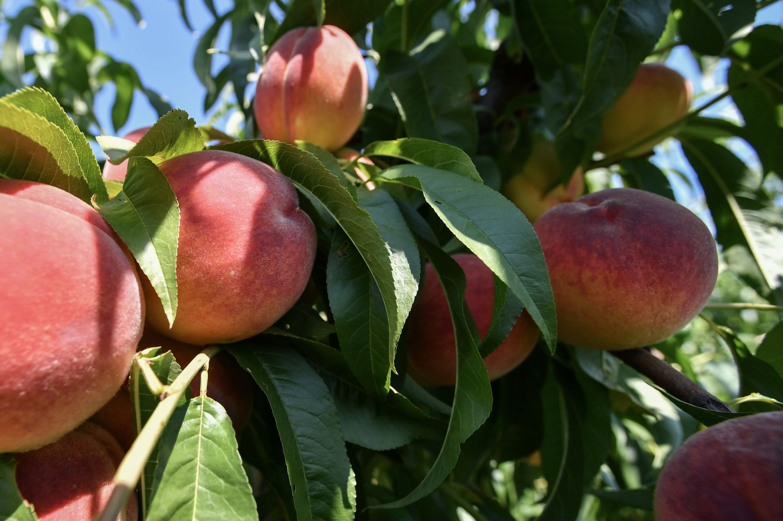 STUDIU. Ce părere au românii despre alimentele bio și cât de mult consumă astfel de produse