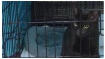 O pisică a fost găsită sub ruinele clădirii care s-a prăbușit în Miami Beach, în urmă cu 16 zile. Bilanțul morților urcă la 79