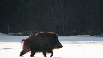 O nouă ameninţare pentru umanitate: O specie hibrid de porci radioactivi