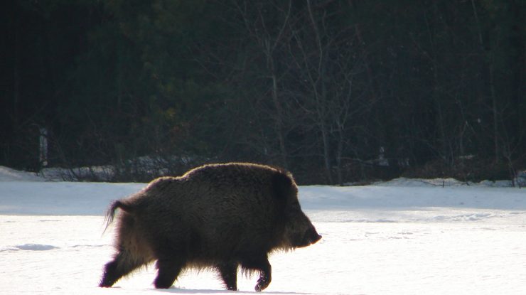 O nouă ameninţare pentru umanitate: O specie hibrid de porci radioactivi