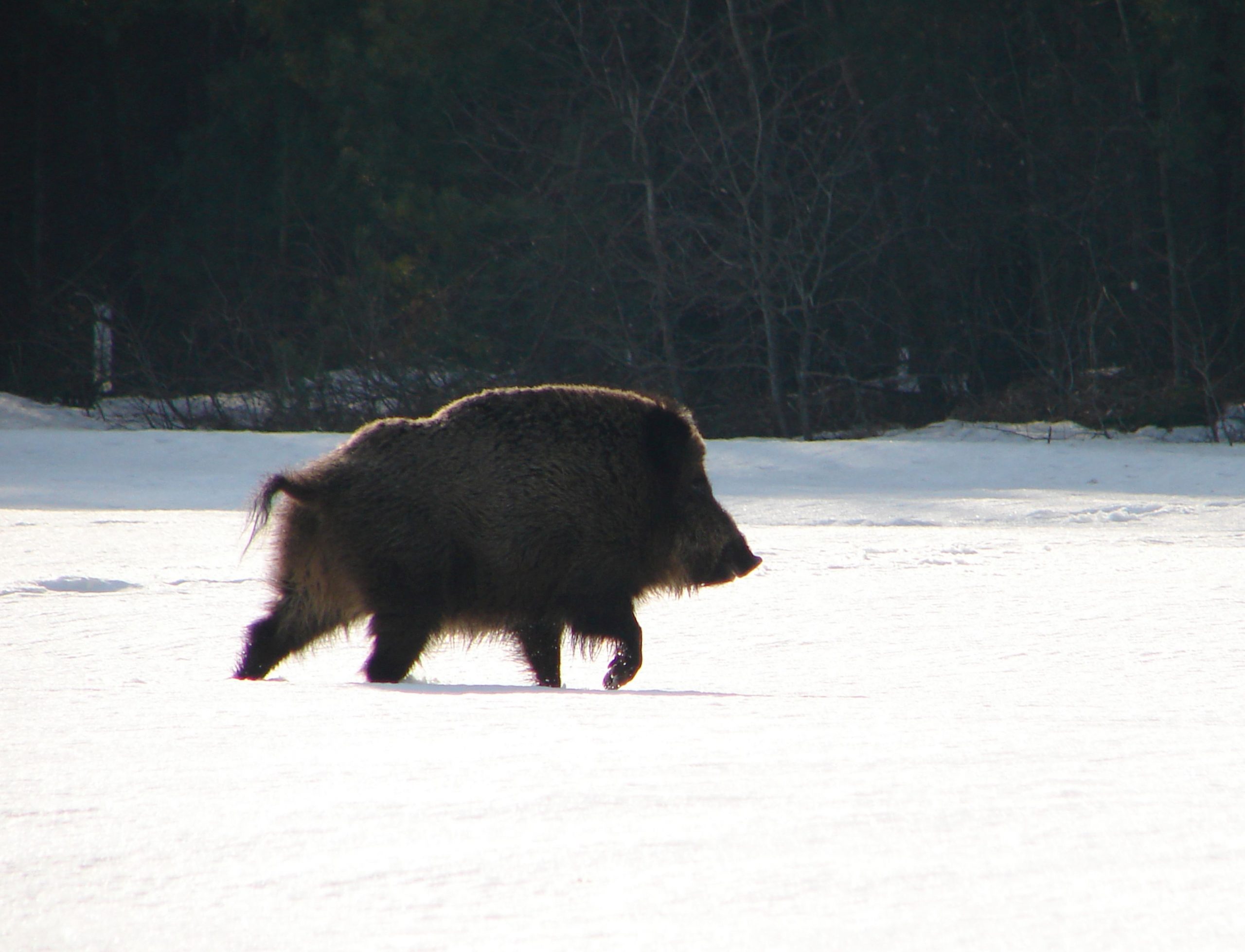 O nouă ameninţare pentru umanitate: O specie hibrid de porci radioactivi