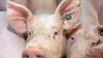 Porci care stau într-un grajd și sunt fotografiați.