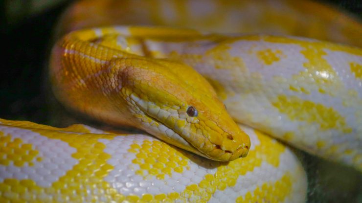 Un bărbat a fost muşcat de un piton în timp ce era la toaletă. Şarpele îi aparţinea unui vecin