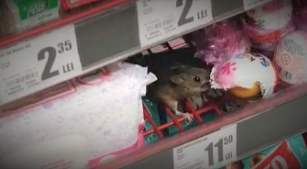 soarece-auchan