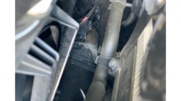 Șobolanii au ros cablurile mașinii unui avocat: „Dragă Nicușor Dan, te dau în judecată”