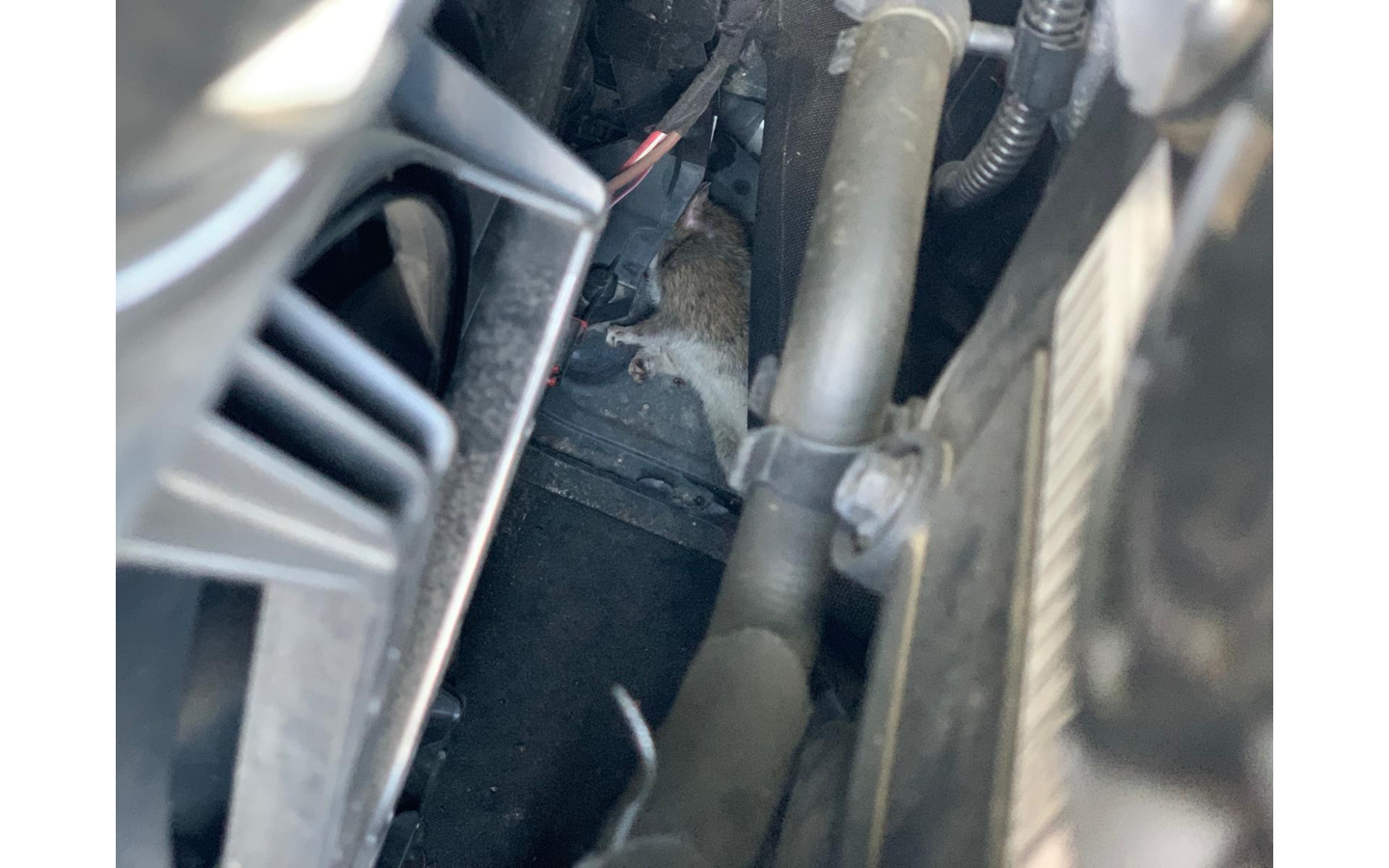 Șobolanii au ros cablurile mașinii unui avocat: „Dragă Nicușor Dan, te dau în judecată”