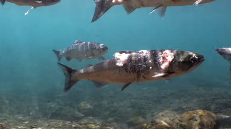 VIDEO. Dezastru ecologic în nord-vestul Pacificului: Mai mulți somoni aproape s-au „prăjit” de vii din cauza temperaturilor ridicate