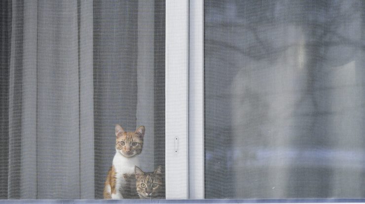 STUDIU: Covid-19 este frecvent la pisicile şi câinii de companie ai căror stăpâni sunt infectaţi