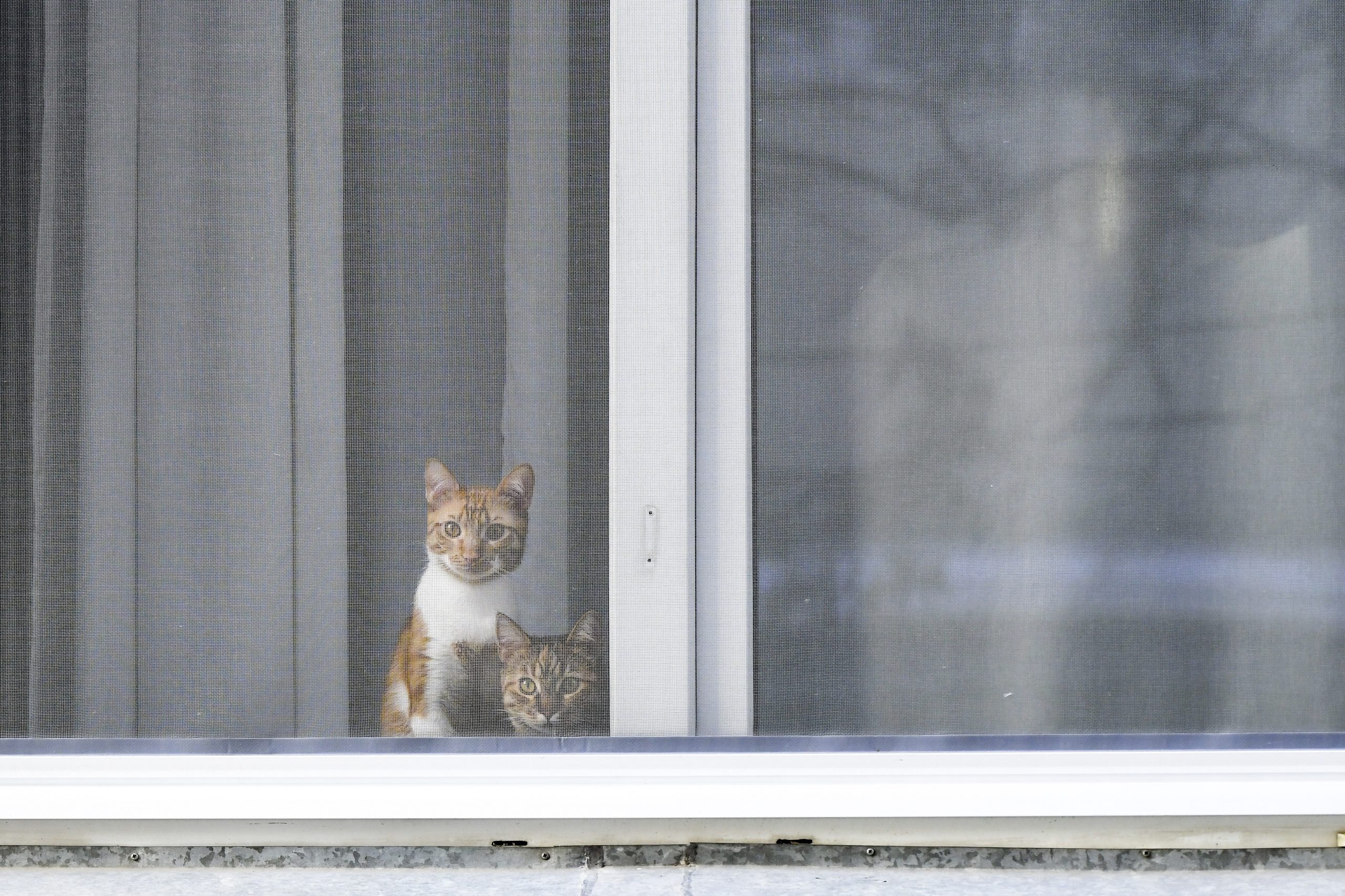 STUDIU: Covid-19 este frecvent la pisicile şi câinii de companie ai căror stăpâni sunt infectaţi